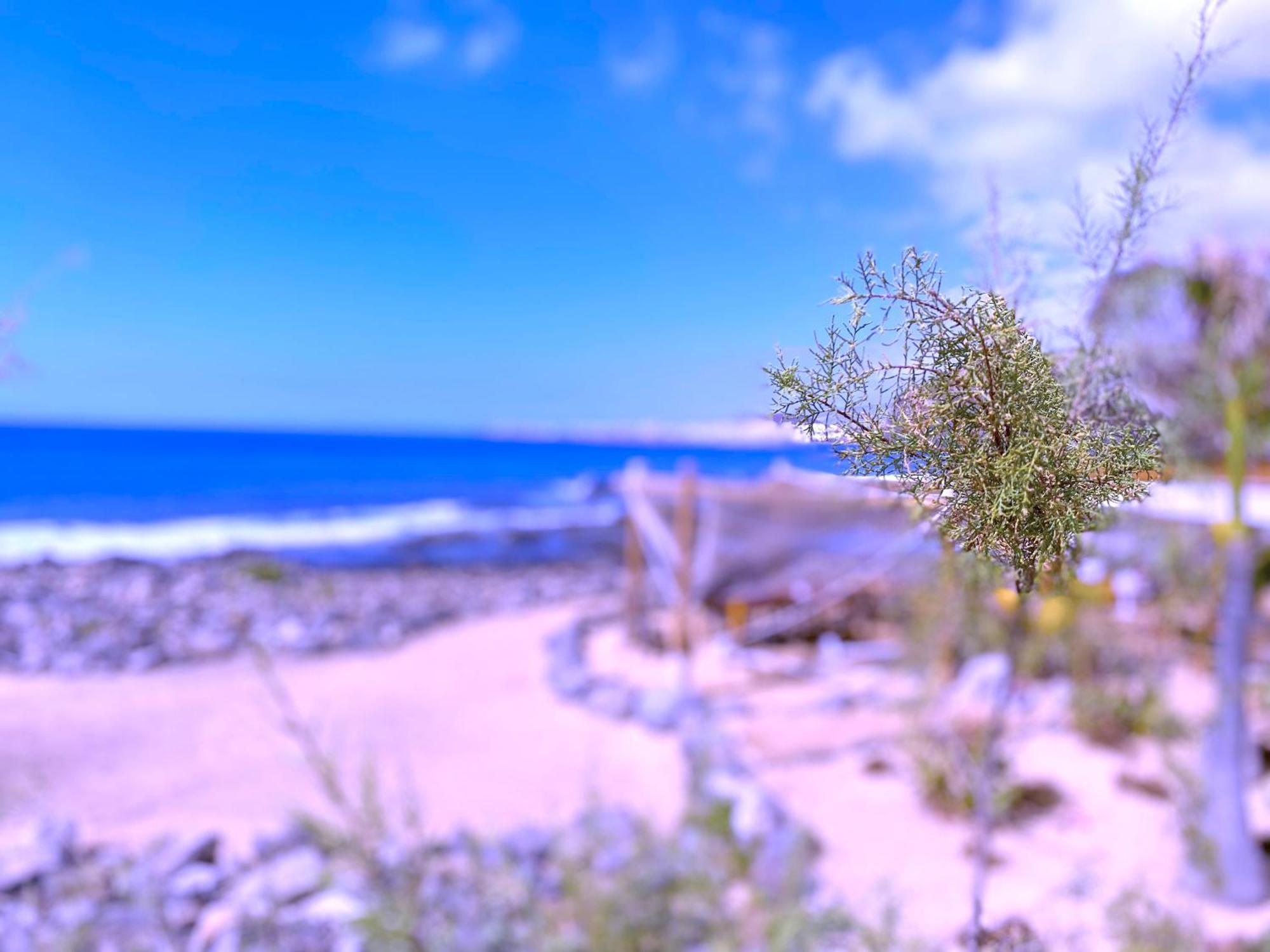 Tropicalidays Las Olas Palm-mar Dış mekan fotoğraf